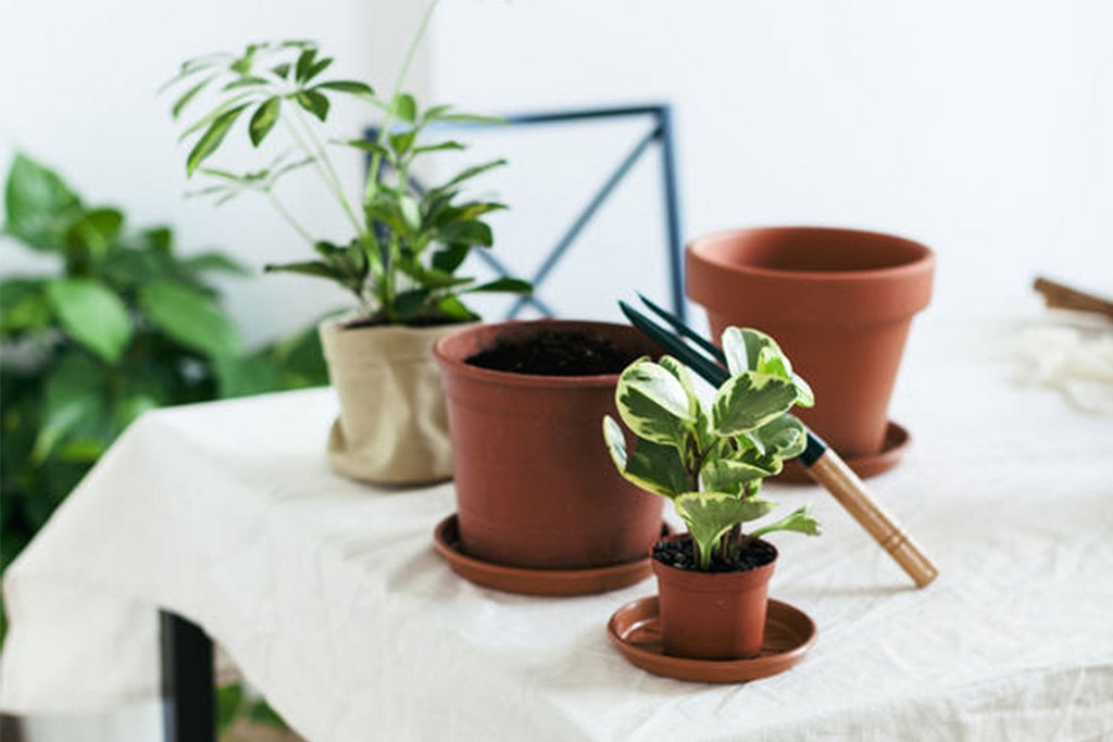 Best plants for small spaces information