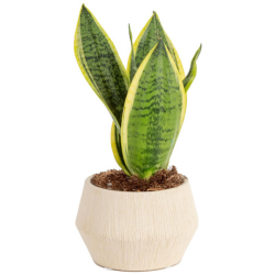 Snake plant in cream-colored pot from Amazon
